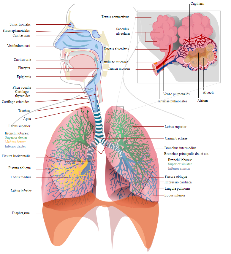 LadyofHats Drawing Overview of the respiratory system Latin